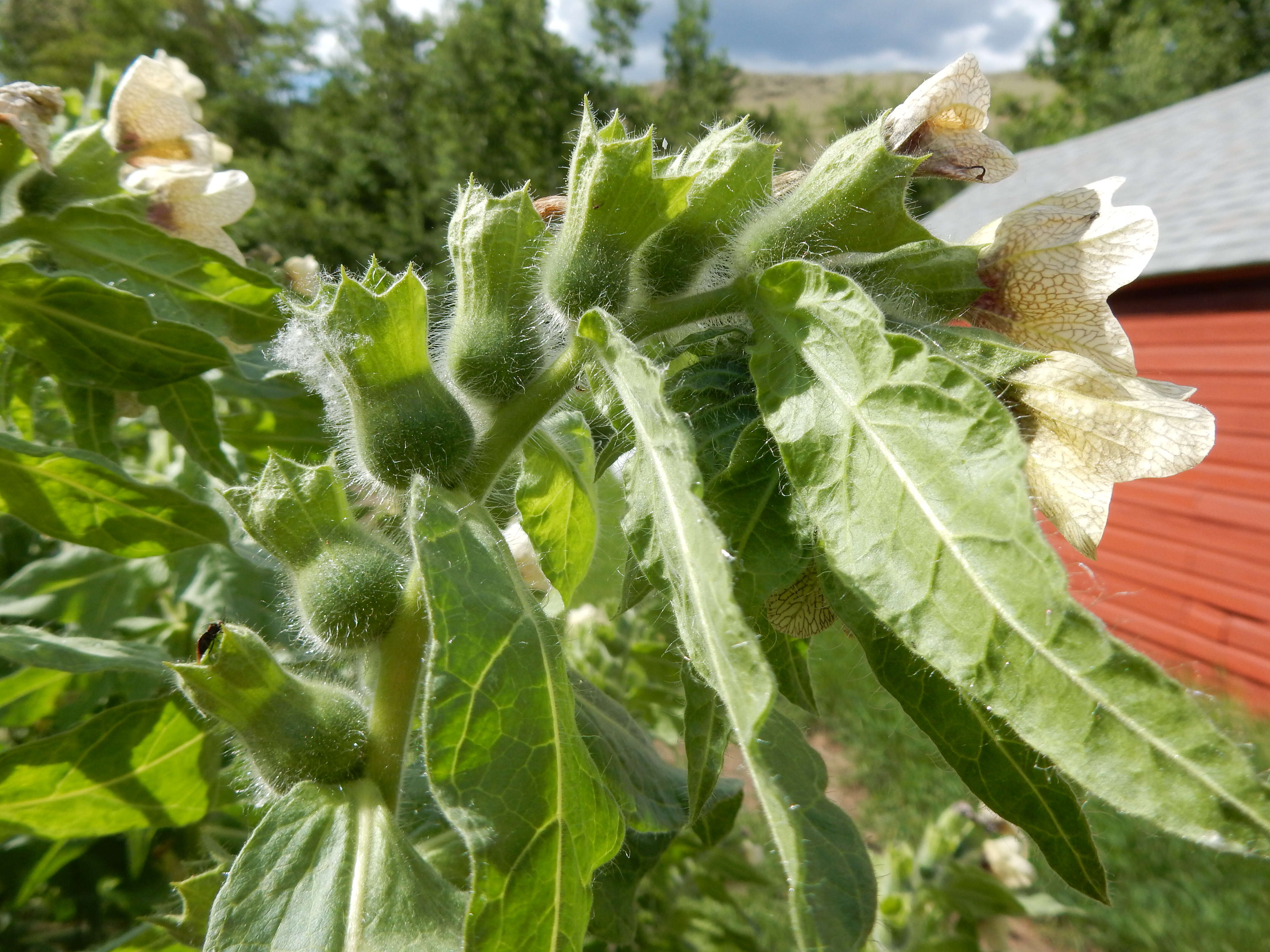 Image of black henbane