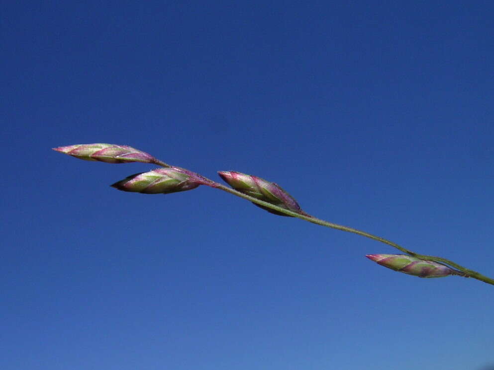 Image de Eragrostis brownii (Kunth) Nees