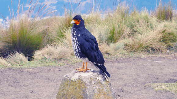 Phalcoboenus carunculatus Des Murs 1853 resmi