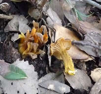 Image of Funnel Chanterelle