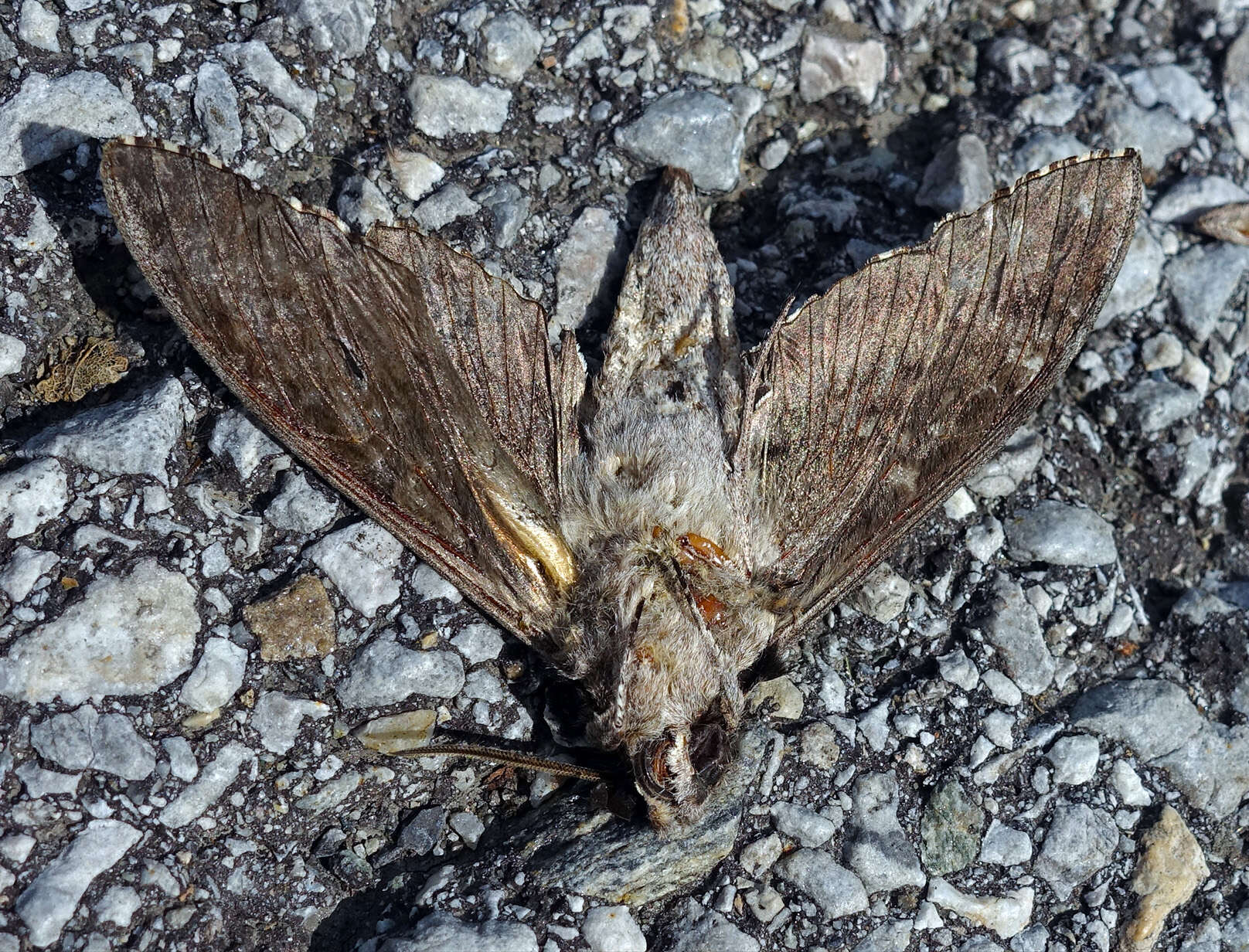 Image of convolvulus hawk moth