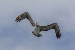 Image of California brown pelican