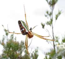 Image of Leucauge