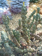 Image of Crassula deceptor Schönl. & Baker fil.