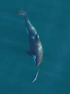 Image of killer whale