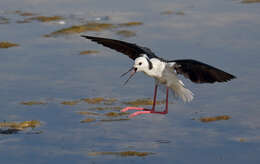 Image of Pied Stilt