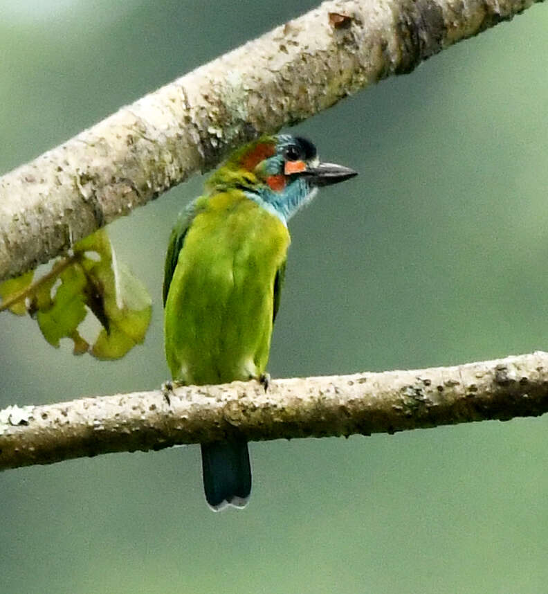 Image of Blue-eared Barbet