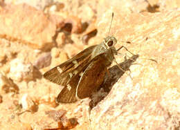 Image of Moon-marked Skipper