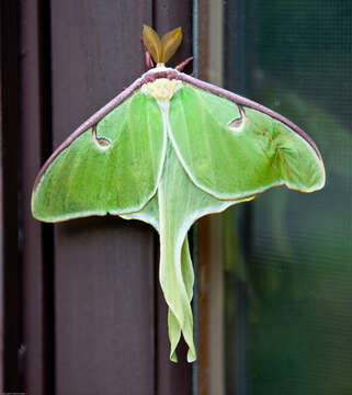 Image of Luna Moth