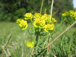 Image de Euphorbe petit cyprès