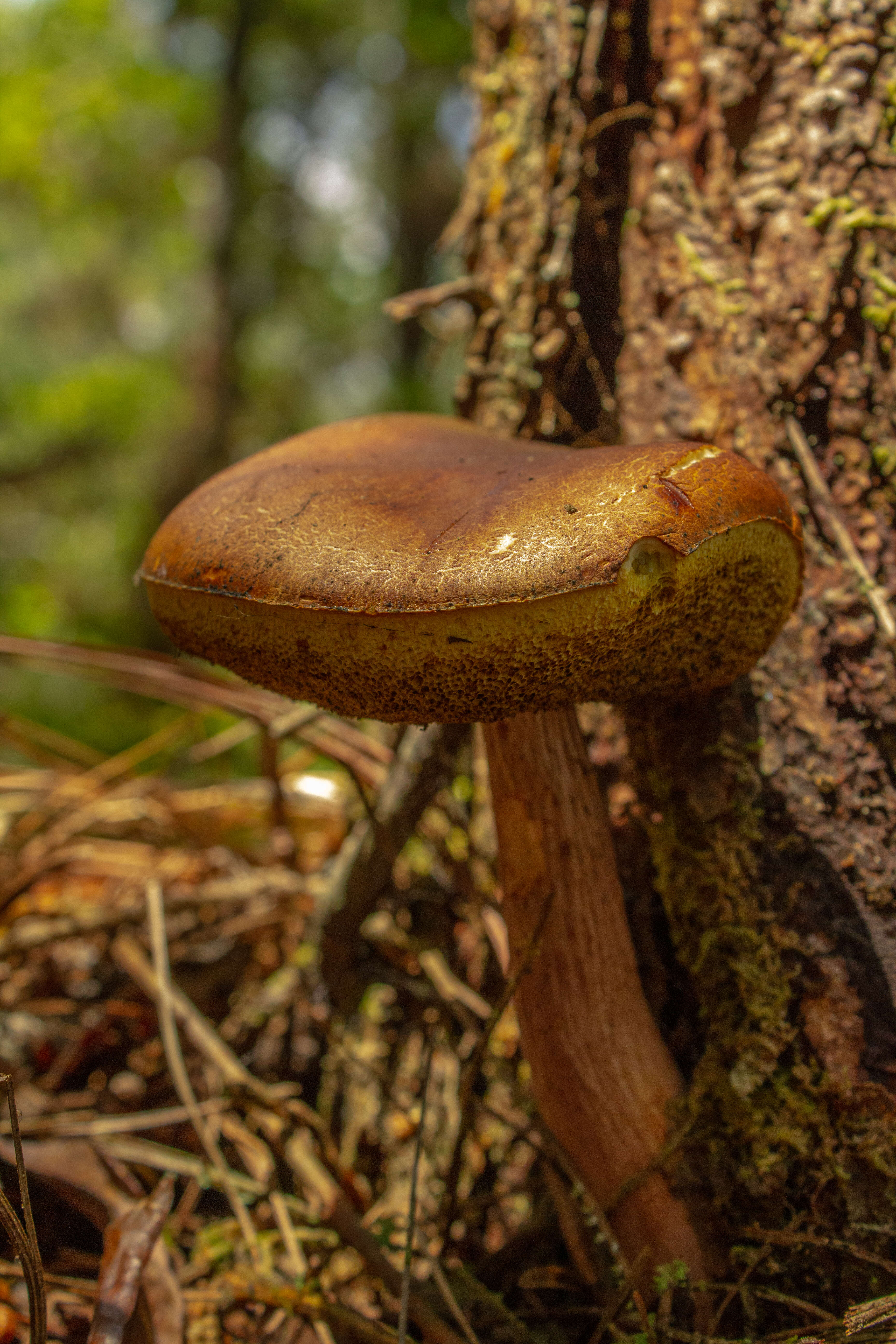 Слика од Aureoboletus projectellus (Murrill) Halling 2015