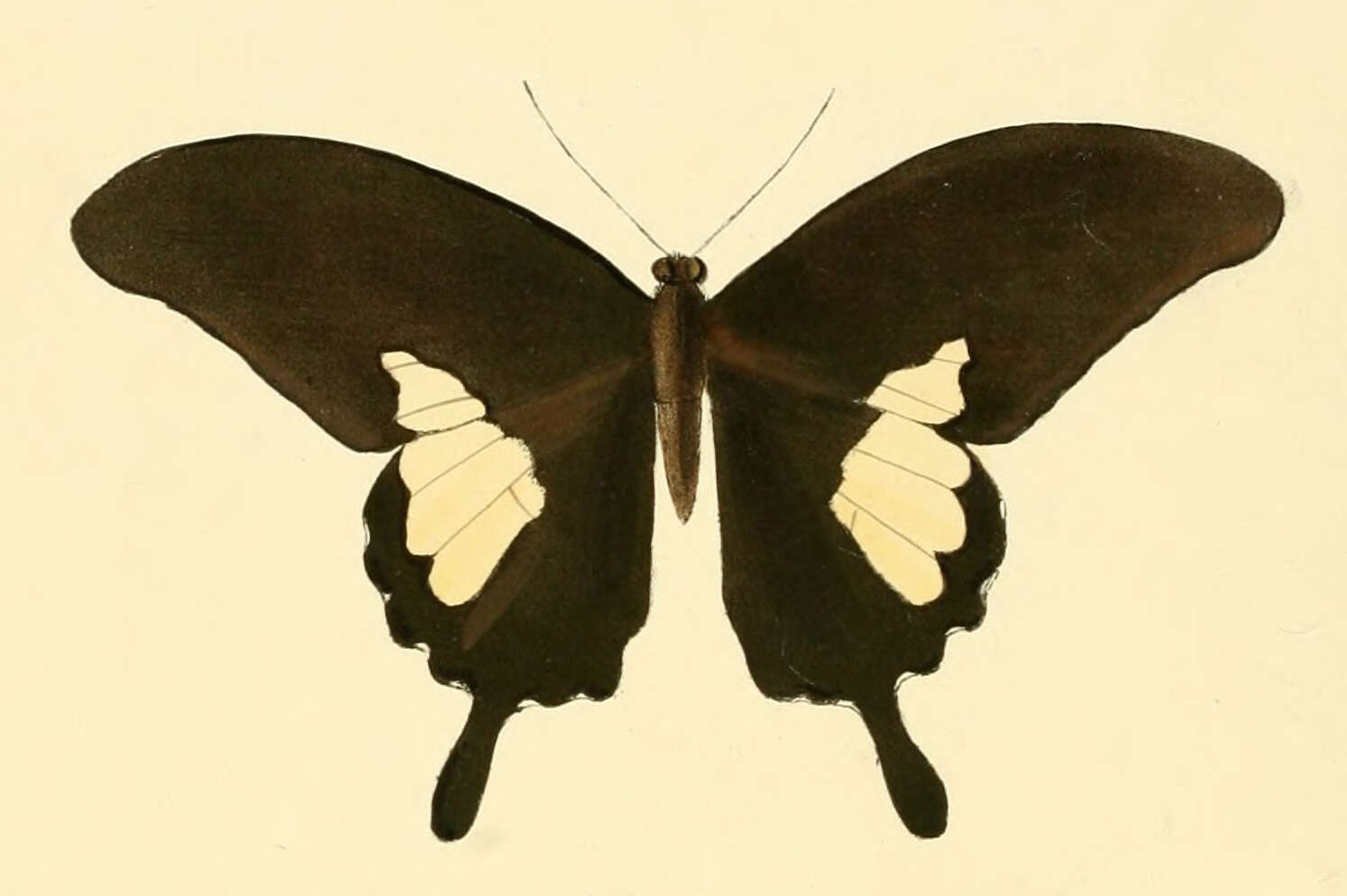 Image of Papilio antonio Hewitson 1875