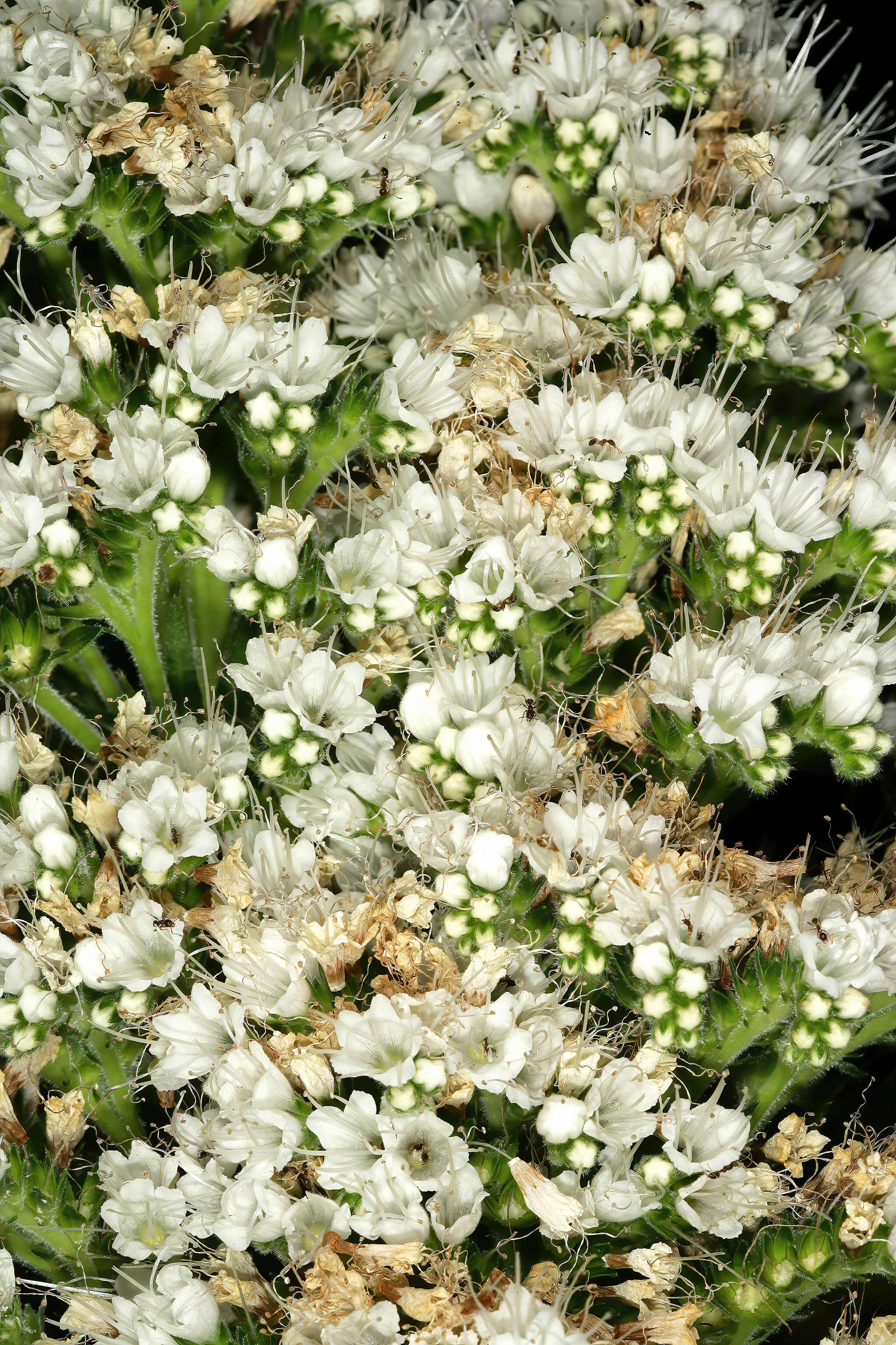 Слика од Echium simplex DC.