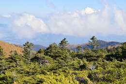 Image of Northern Japanese Hemlock