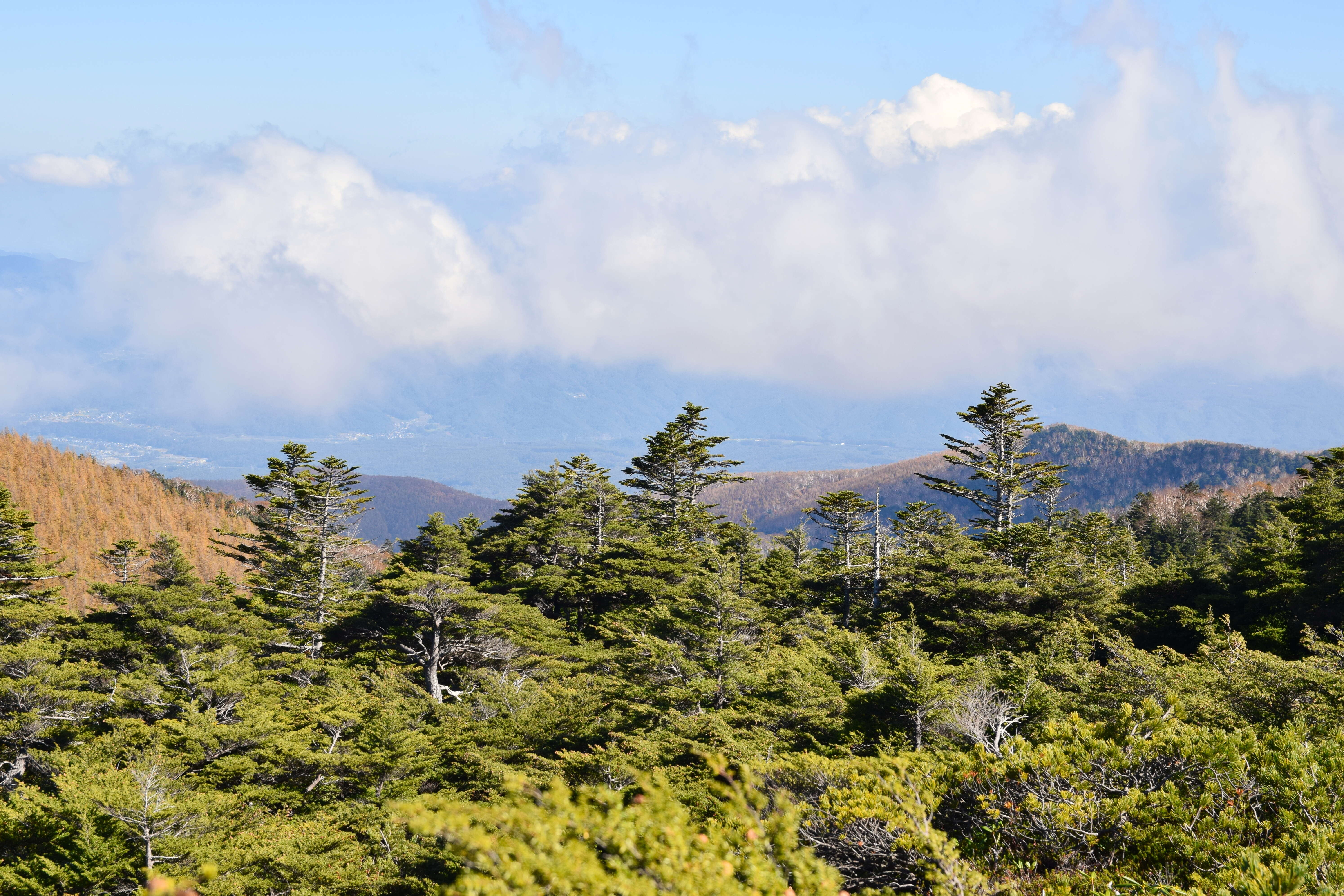 Image of Northern Japanese Hemlock