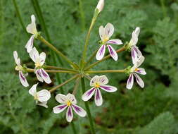 Image of Pelargonium triste (L.) L'Her.