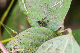 صورة Hemyda aurata Robineau-Desvoidy 1830