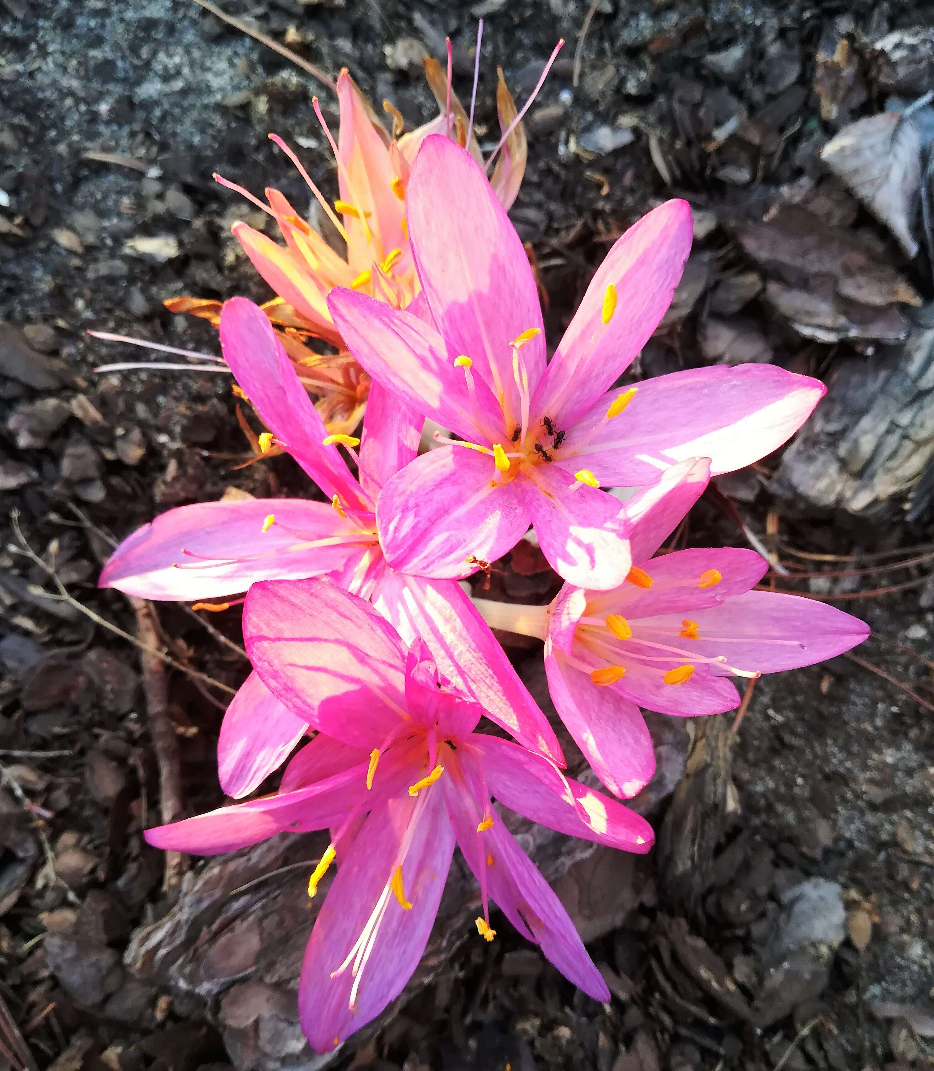 Image of colchicum