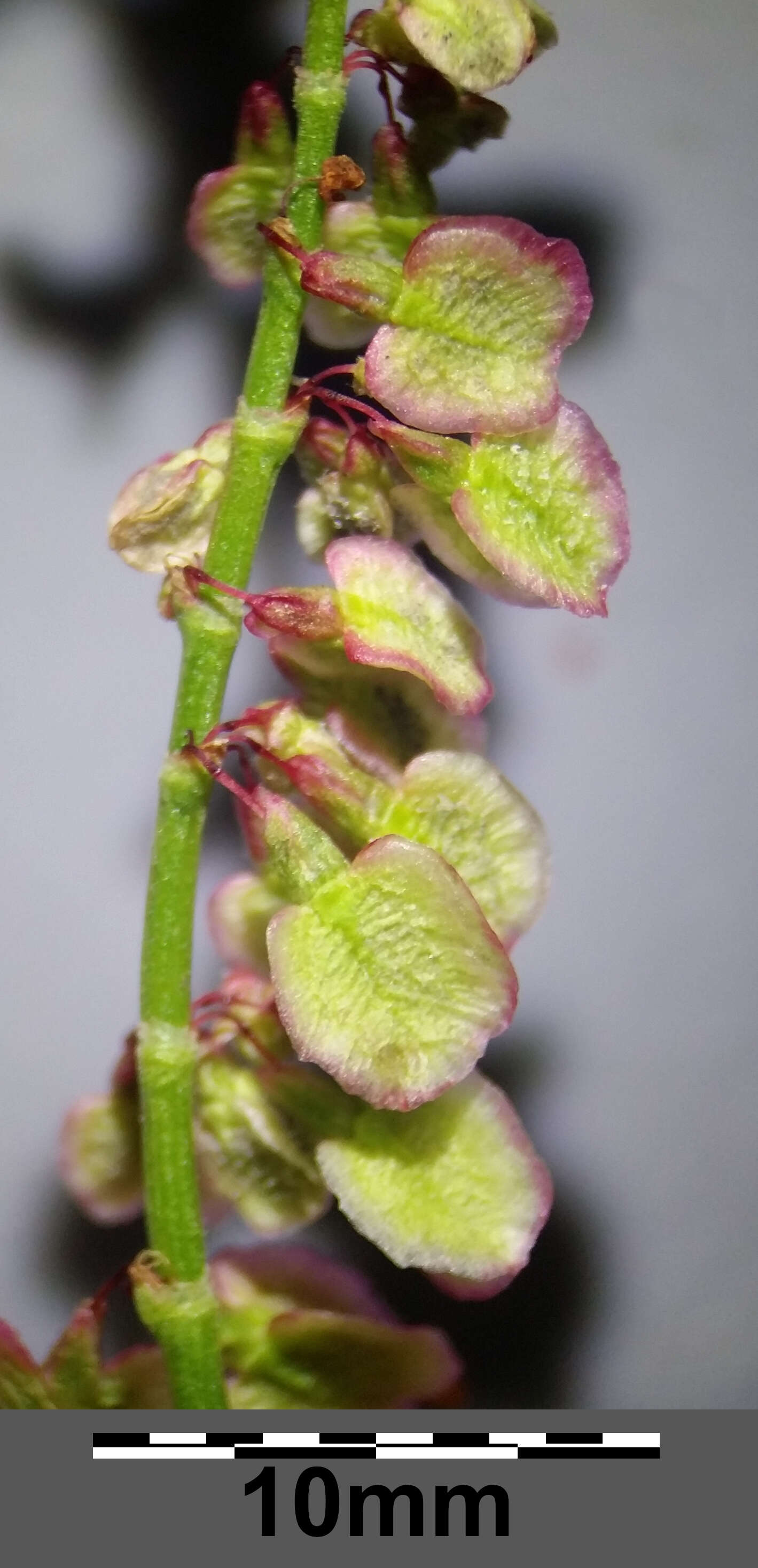 Image of Common Sorrel