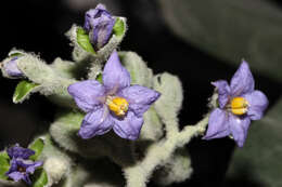 Image of earleaf nightshade