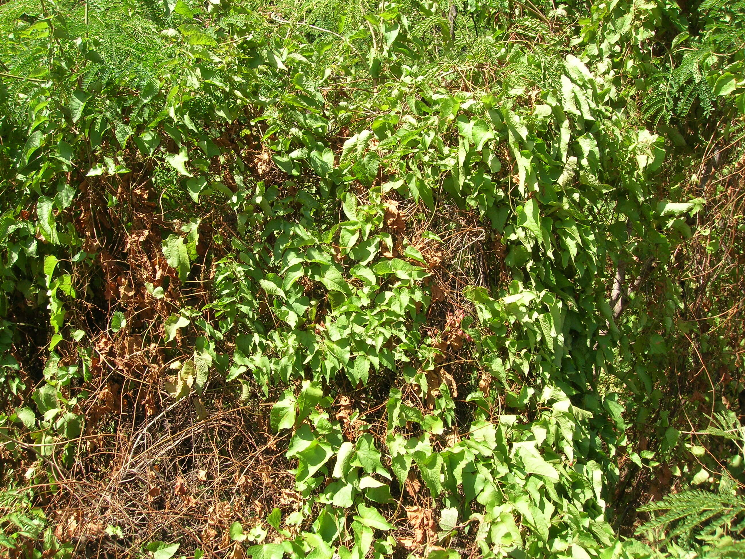 Image of antigonon