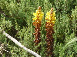 Image of Cistanche phelypaea