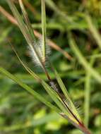 Image of Christmas grass