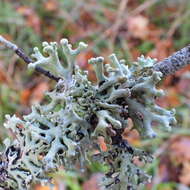 Image of Powder-headed tube lichen