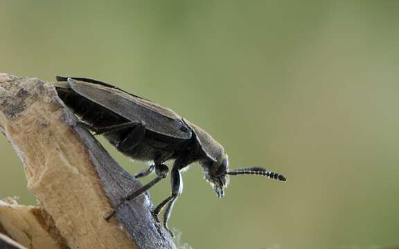 Image of Aclypea opaca (Linnaeus 1758)