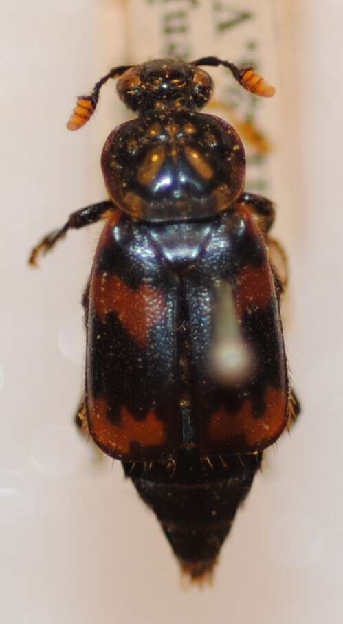 Nicrophorus (Nicrophorus) maculifrons (Kraatz 1877) resmi