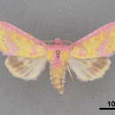 Image of Erythroecia suavis Edwards 1884