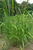 Image of Johnson grass