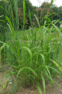 Image of Johnson grass