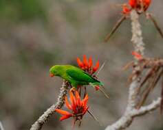 Image of Vernal Hanging Parrot