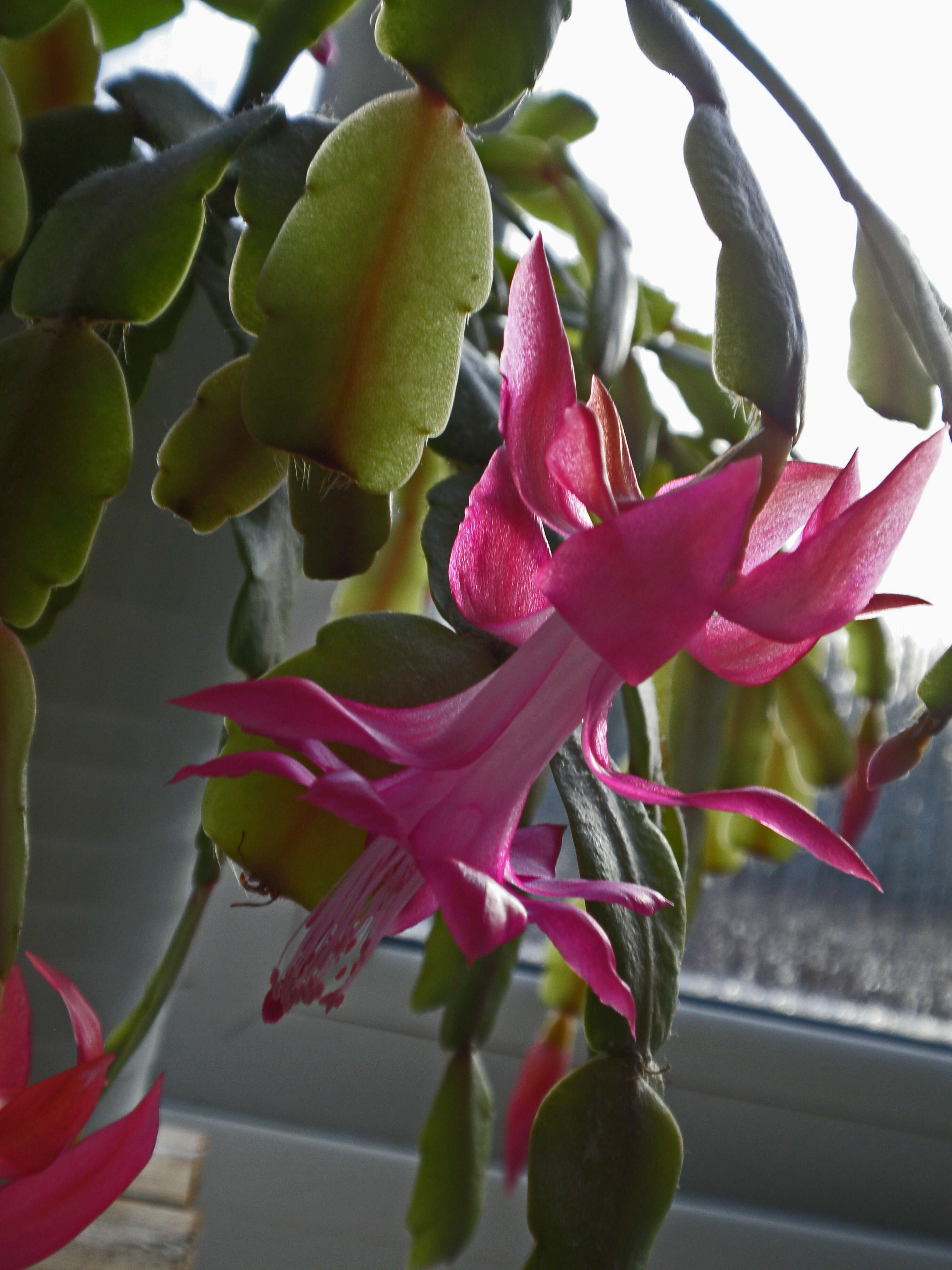 Image of schlumbergera