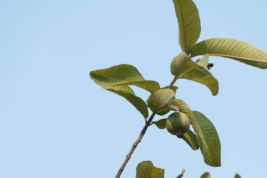 Image of guava