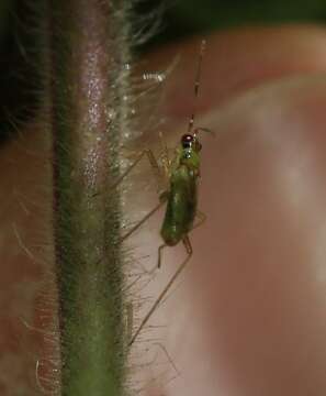 Image of Dicyphus stachydis J. Sahlberg 1878