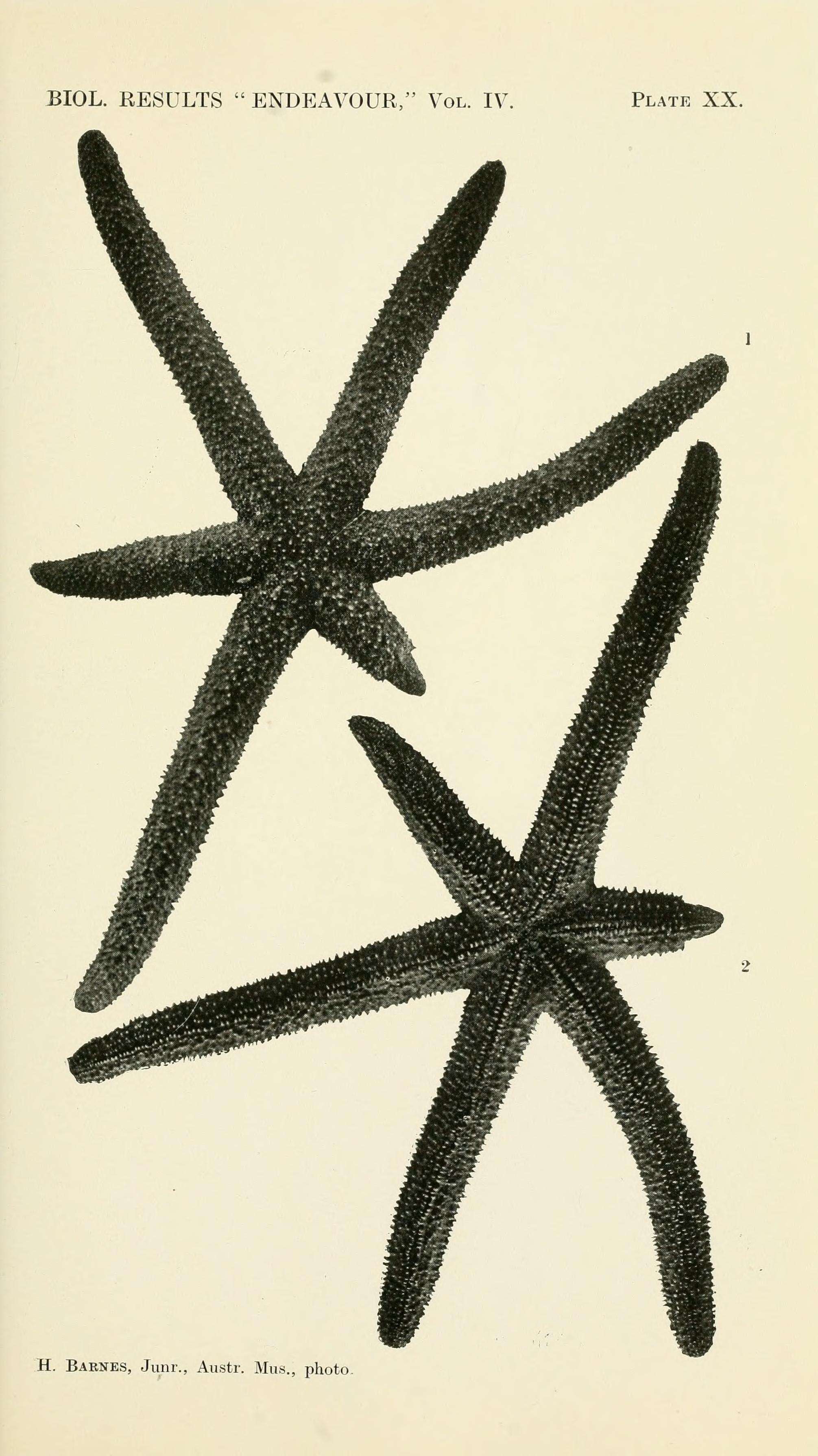 Image of Luzon Sea Star