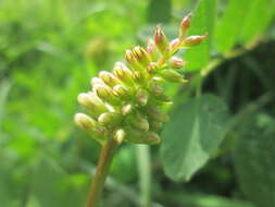 Image of licorice milkvetch