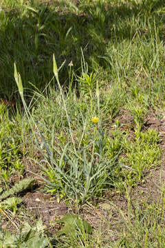 Image of yellow salsify