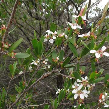 Image of Leptospermum subglabratum J. Thompson