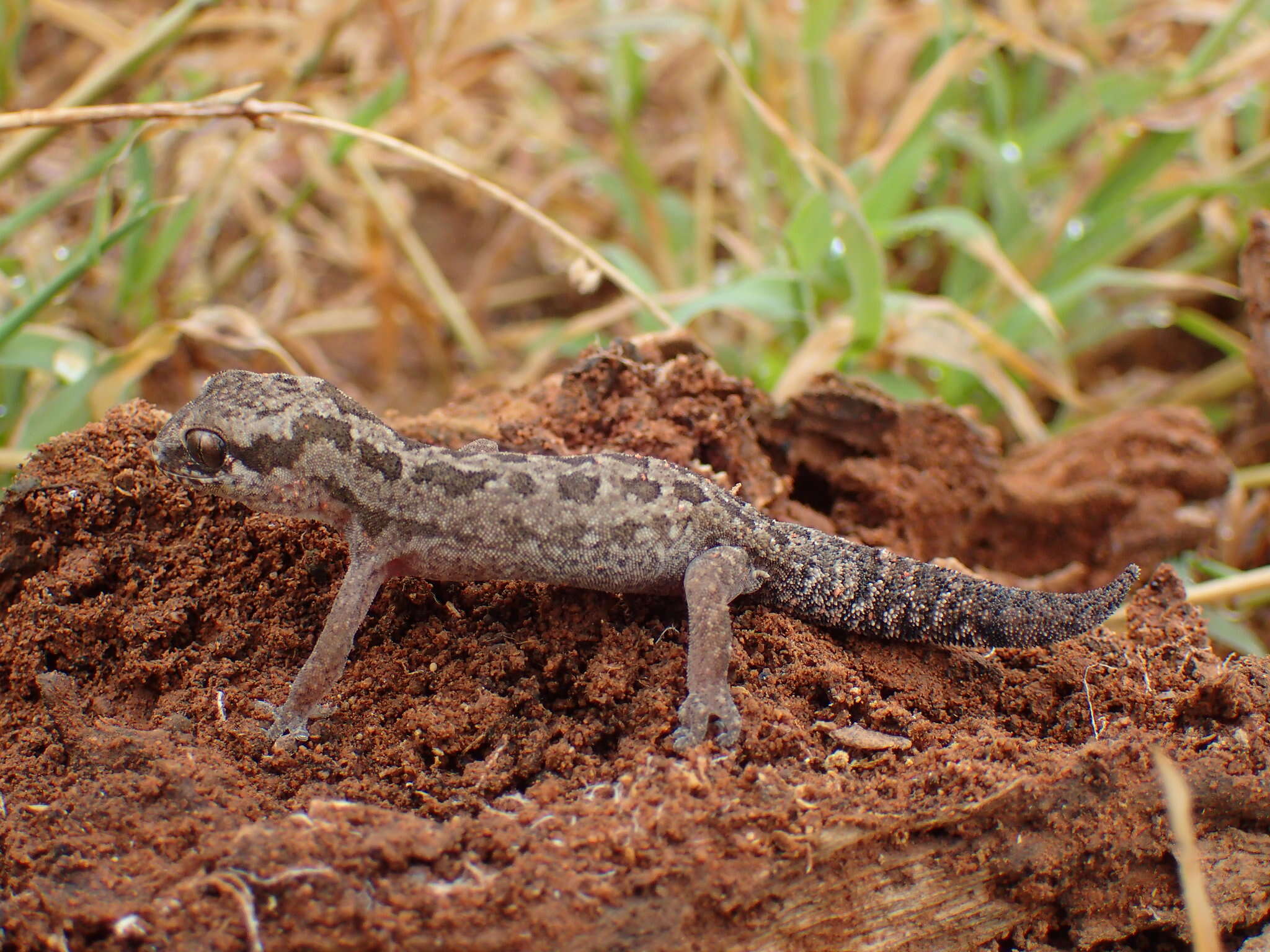 Image of Spotted Gecko