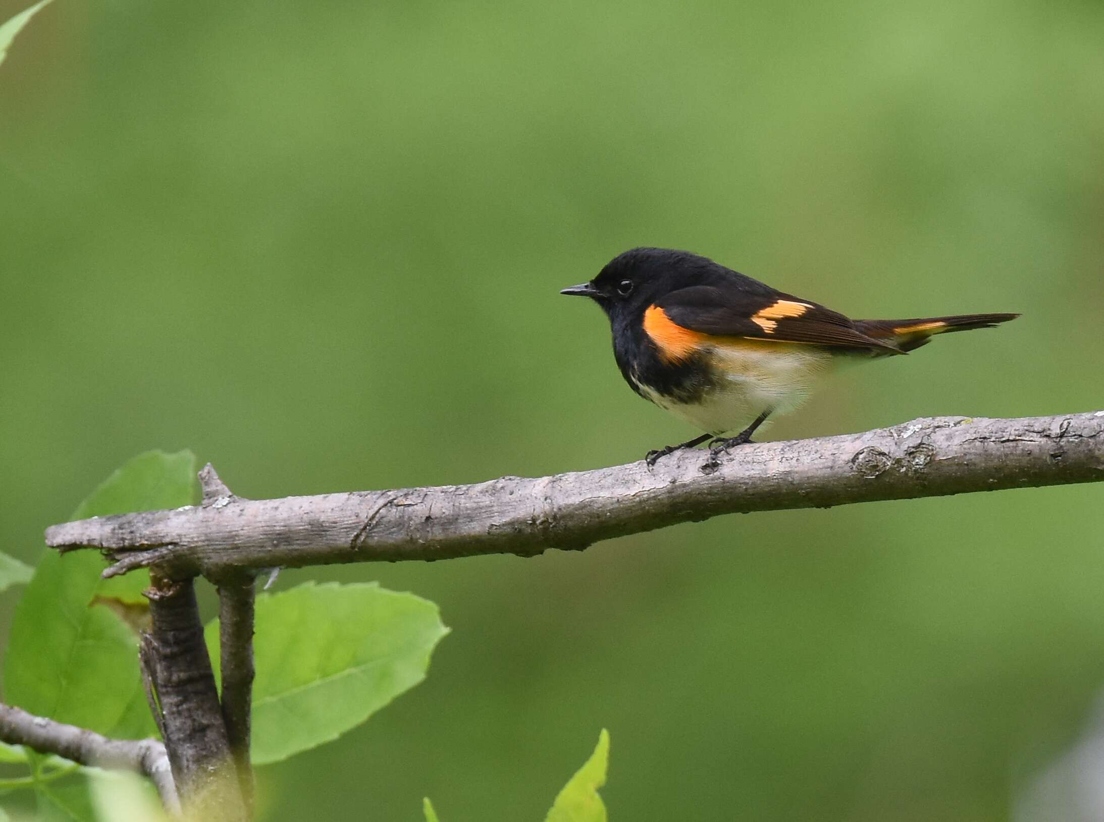 Image of American Redstart