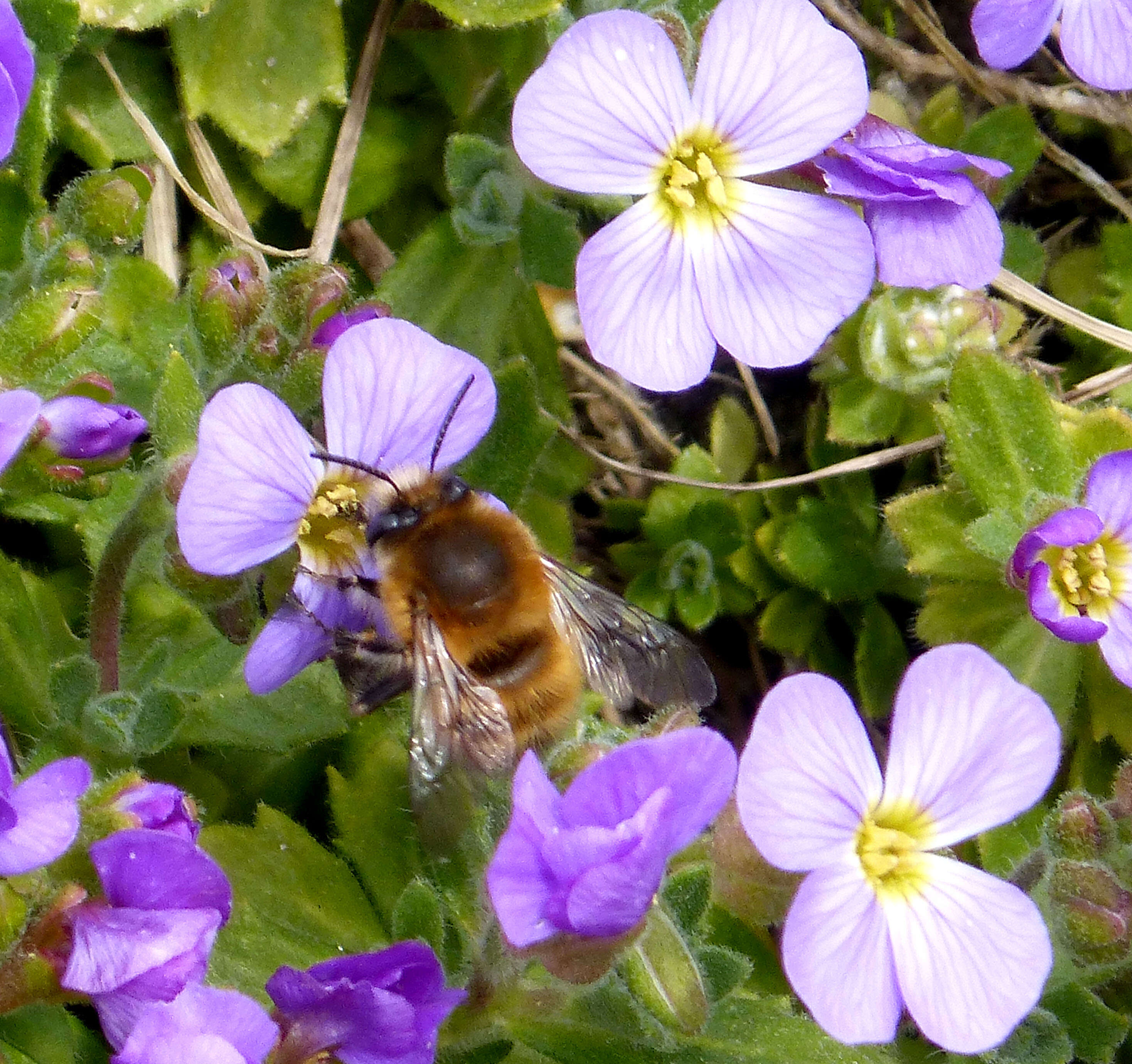 Image of Anthophora plumipes (Pallas 1772)