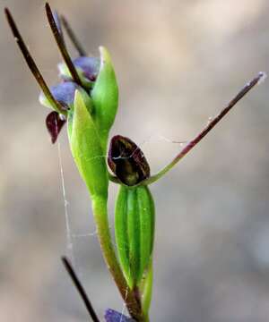 Image of Horned orchid