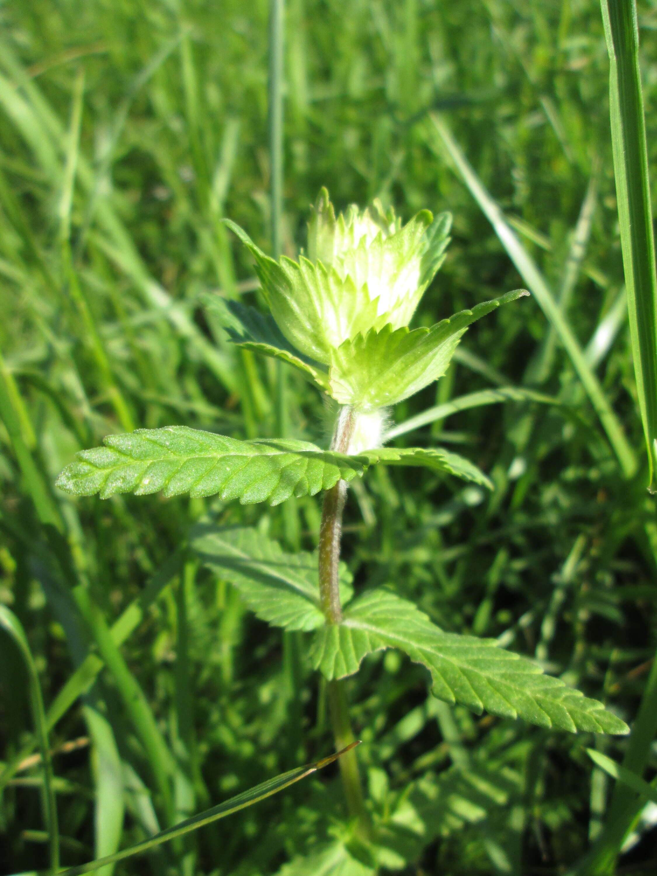 Image of European yellow rattle