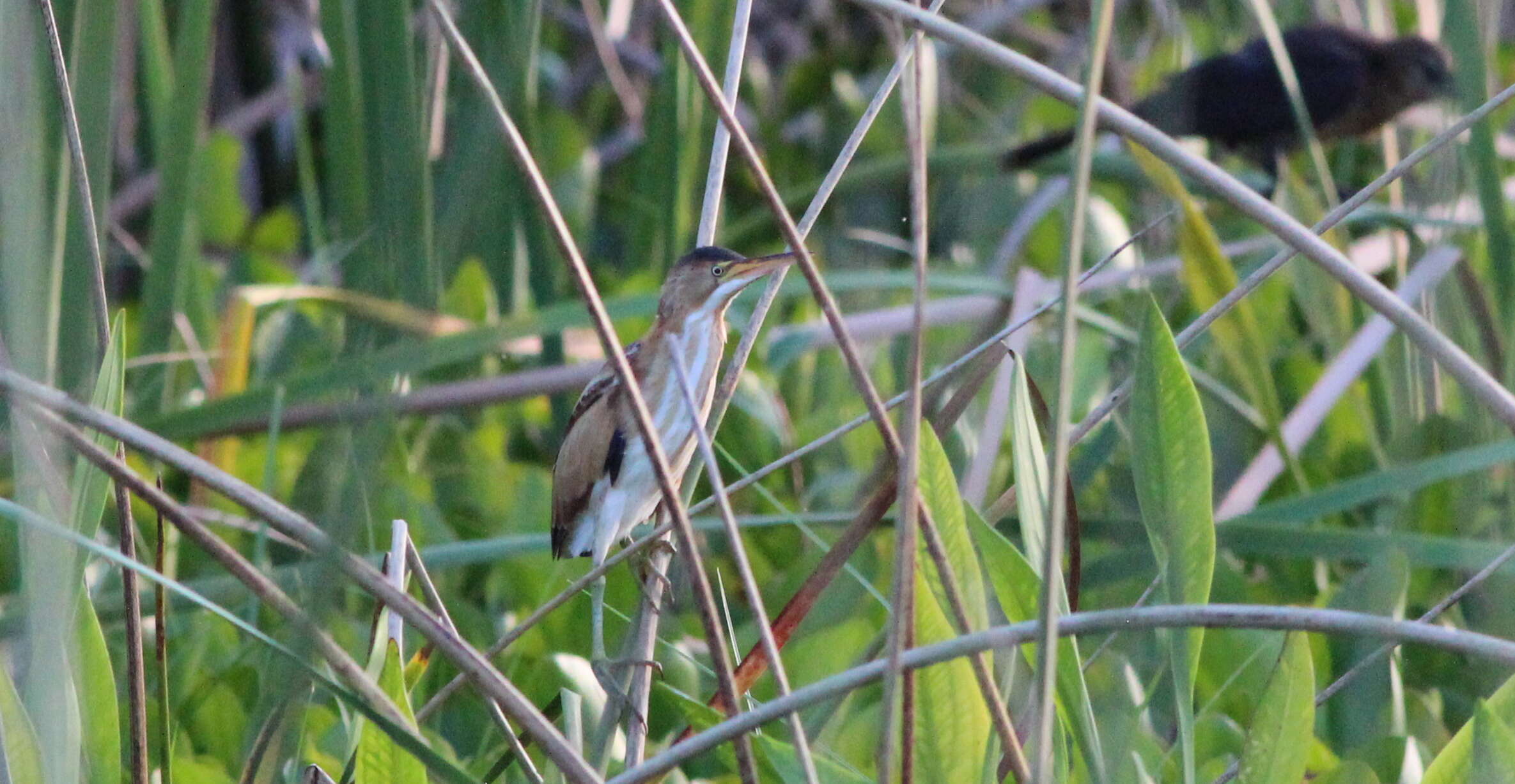 Image of Boat-tailed Grackle