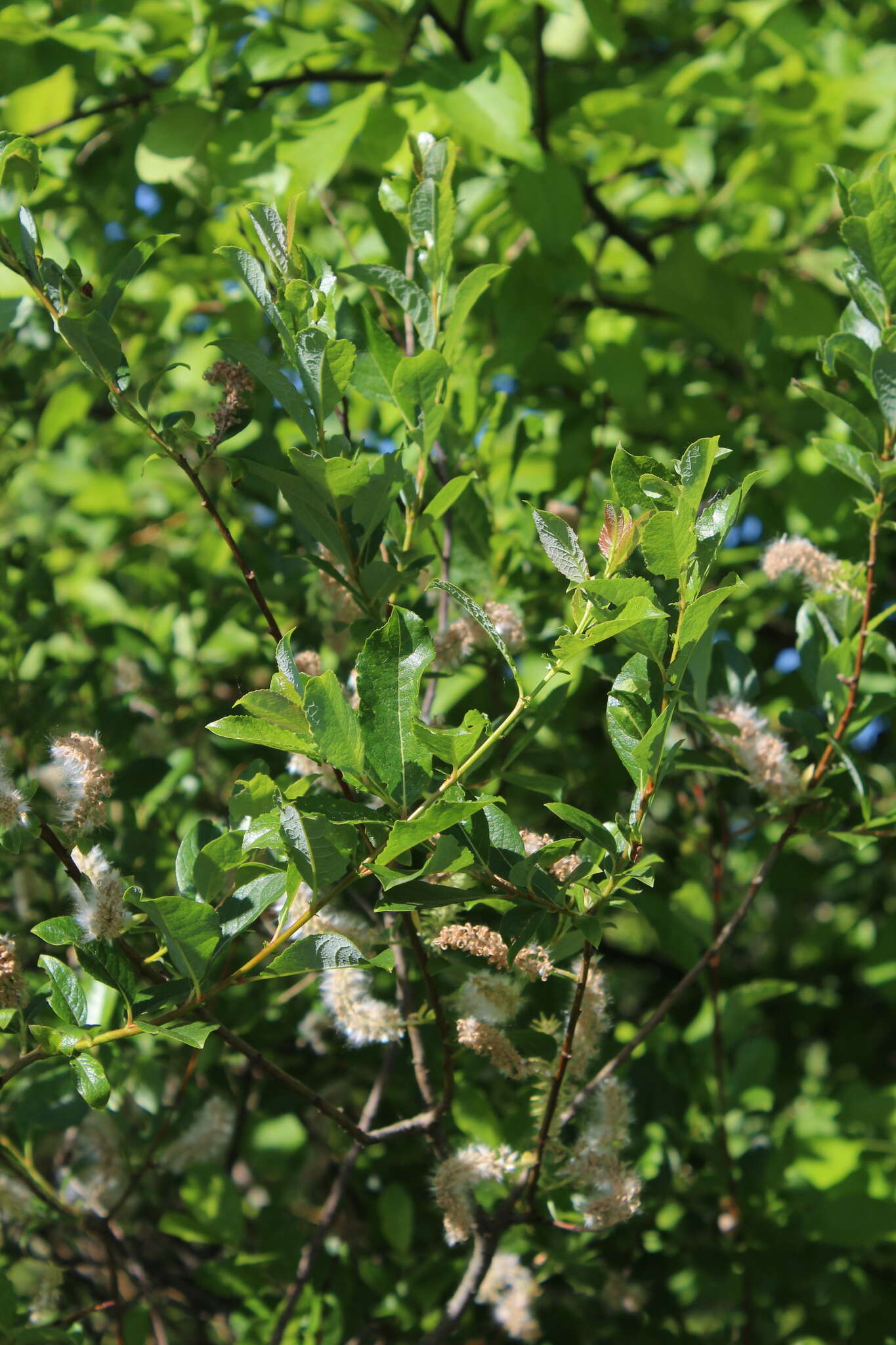 Image of Salix starkeana Willd.