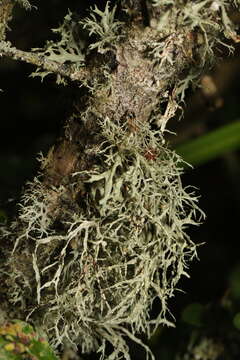 Image of farinose cartilage lichen