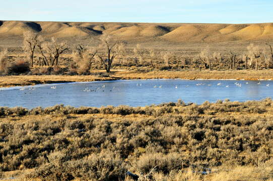 Image of Trumpeter Swan